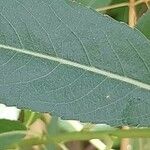 Salix triandra Leaf