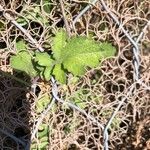 Brassica fruticulosa Leaf