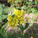 Brassica rapaLeaf