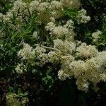 Ceanothus cordulatus Агульны выгляд