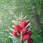 Abies alba Floare