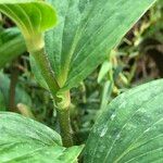 Tricyrtis formosana Corteza