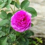 Rosa × damascenaപുഷ്പം