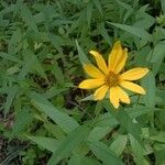 Silphium radula 花