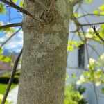 Cornus florida Bark