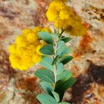 Acacia cultriformis Habitus