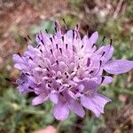 Scabiosa atropurpurea Flor