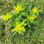 Euphorbia hyberna অভ্যাস