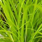 Carex elata Fuelha