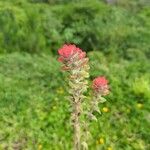 Castilleja arvensis Flors