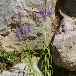 Veronica longifolia 形態