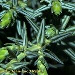 Juniperus drupacea অন্যান্য