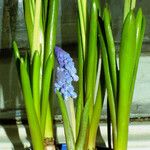 Muscari botryoides Leaf