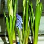 Muscari botryoides Hoja