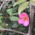 Camellia saluenensis Цветок