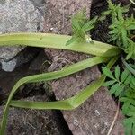 Triteleia laxa Frunză