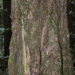 Sideroxylon borbonicum Kabuk