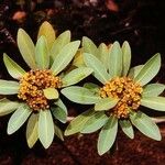 Tristaniopsis glauca 花