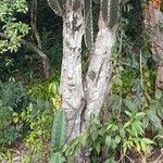 Cereus stenogonus 樹皮
