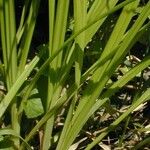 Carex conjuncta Hábito