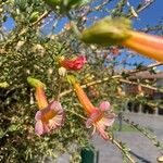 Cantua buxifolia Цветок