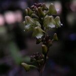 Polystachya concreta Floro