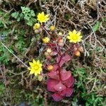 Aichryson divaricatum Flower