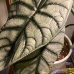 Alocasia baginda Лист