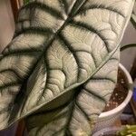 Alocasia baginda Levél