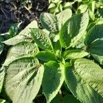 Acalypha setosa Blad