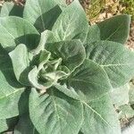 Verbascum phlomoidesFuelha