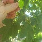 Acer campestre পাতা