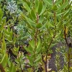 Leucadendron laureolum Foglia