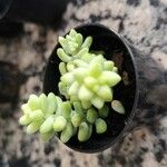 Sedum burrito Feuille