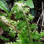 Polystichum setiferum Φύλλο