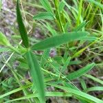 Trifolium rubens Leaf