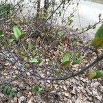 Shepherdia canadensis Leaf