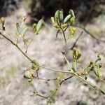 Bupleurum rigidum Fruitua