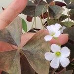 Oxalis triangularisFlors