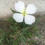 Oenothera neomexicana Flower