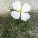 Oenothera neomexicana Kvet