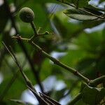 Cissus aralioides Fruto