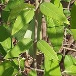 Chimonanthus nitens Hoja