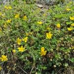 Potentilla heptaphylla Агульны выгляд