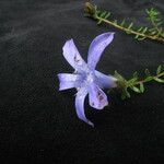 Cyananthus microphyllus Hábito