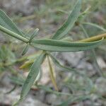 Centranthus lecoqii Hoja