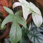 Philodendron panduriforme Leaf