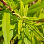 Penstemon barbatus Blad