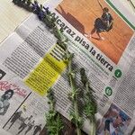 Salvia verbenaca Cvet