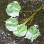 Pontederia diversifolia Feuille